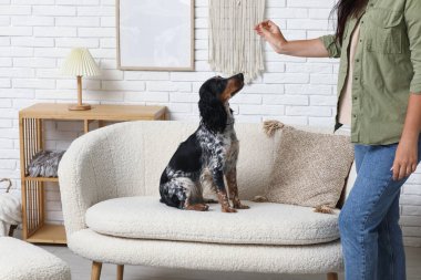 Bayan köpek bakıcısı evcil hayvanı eğitiyor.