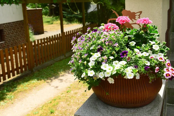 家の近くに美しいペトニアと花のポット — ストック写真