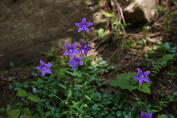 Beautiful Purple Flowers Forest Closeup — Stock Photo, Image