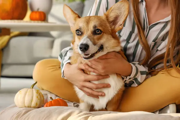 Young woman with Corgi dog at home on Thanksgiving Day, closeup