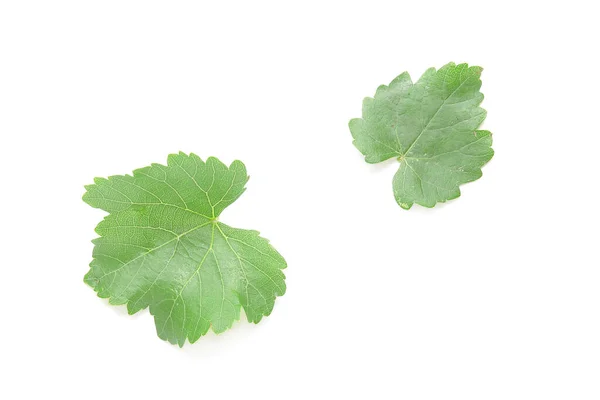 Grønne Drueblader Hvit Bakgrunn – stockfoto