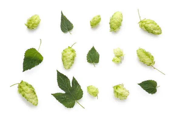 Čerstvé Zelené Chmel Listy Bílém Pozadí — Stock fotografie