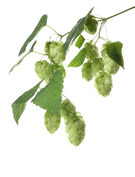 Свежий Зеленый Хмель Листья Белом Фоне — стоковое фото