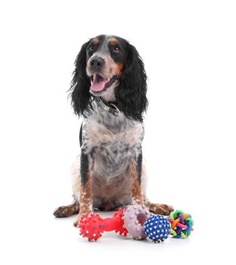 Beyaz arka planda oturan sevimli cocker spaniel oyuncakları