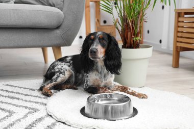 Oturma odasında bir kase suyla duran sevimli cocker spaniel.