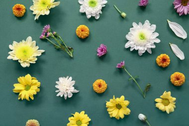 Yeşil arka planda farklı güzel kasımpatı çiçekleri