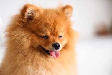 Mutfakta şirin Pomeranya köpeği, yakın plan.