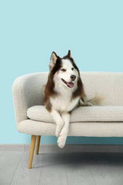 Oturma odasındaki kanepede yatan sevimli Husky köpeği.