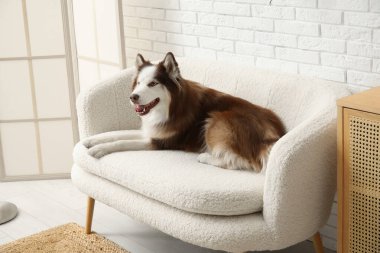 Oturma odasındaki kanepede yatan sevimli Husky köpeği.
