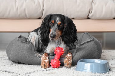 Sevimli cocker spaniel oyuncağı ve bir kase suyla evcil hayvan yatağında uzanıyor.