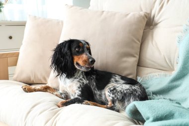 Tatlı cocker spaniel oturma odasında kanepede yatıyor.