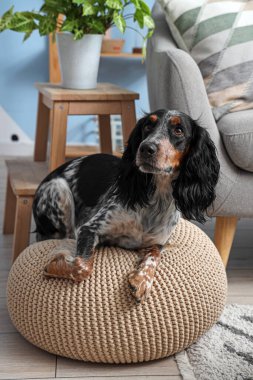 Tatlı cocker spaniel oturma odasında divanın üzerinde yatıyor.