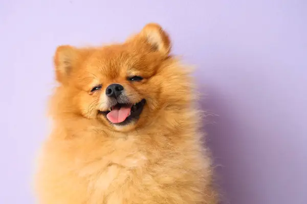 Cute Pomeranian Dog Lilac Background Closeup — Stock Photo, Image