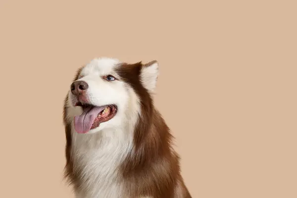 Χαριτωμένο Husky Σκυλί Μπεζ Φόντο Closeup — Φωτογραφία Αρχείου