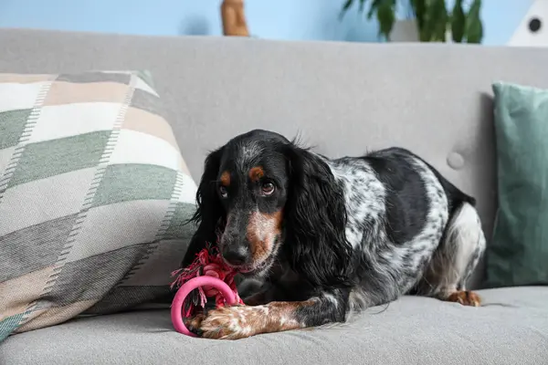 Cute cocker spaniel with pet toy lying on sofa in living room