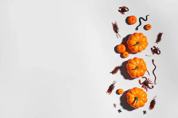 Halloween Složení Dýněmi Cukrovinkami Brouky Šedém Pozadí — Stock fotografie
