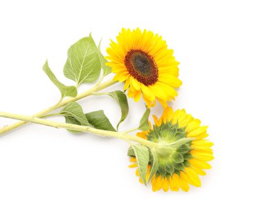 Beyaz arka planda güzel ayçiçekleri