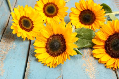Mavi ahşap arka planda güzel ayçiçekleri