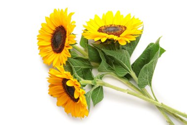 Beyaz arka planda güzel ayçiçekleri