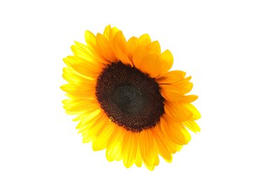 Beyaz arka planda uçan ayçiçeği