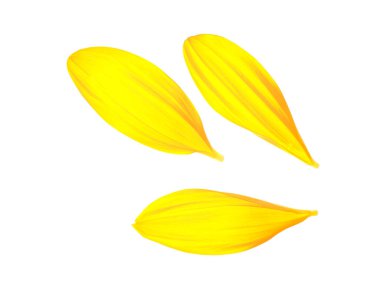 Beyaz arka planda uçan ayçiçeği yaprakları