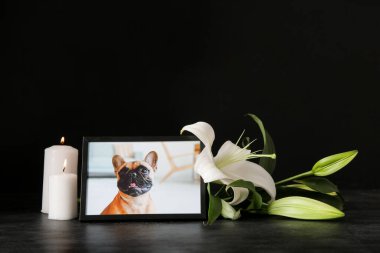 Üzerinde köpek resmi, yanan mumlar ve koyu arkaplanda zambak çiçekleri olan çerçeve. Hayvan cenazesi
