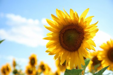 Mavi arka planda çiçek açan güzel ayçiçekleri