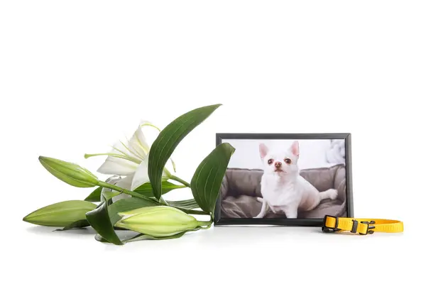 Beyaz Arka Planda Köpek Tasma Zambak Çiçekleri Olan Çerçeve Hayvan — Stok fotoğraf
