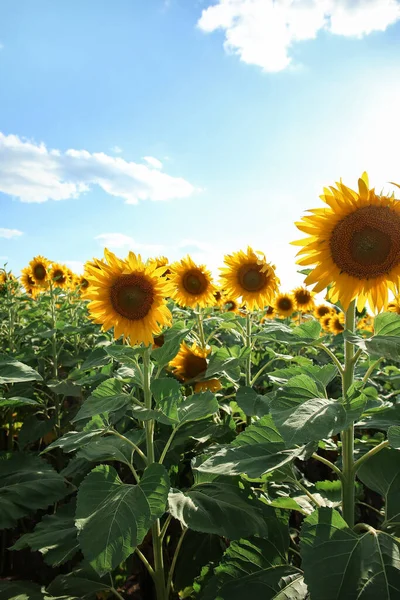 Beautiful Blooming Sunflowers Blue Sky Background — Stock Photo, Image