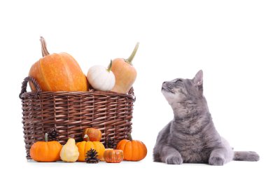 Beyaz arka planda balkabakları olan şirin kedi ve hasır sepet. Şükran Günü kutlaması