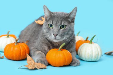Mavi arka planda balkabakları ve düşmüş yaprakları olan sevimli bir kedi. Şükran Günü kutlaması