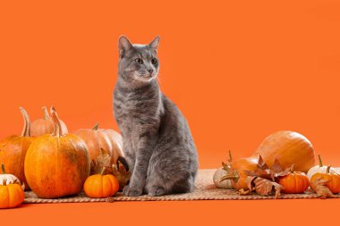 Turuncu arka planda balkabakları ve düşmüş yaprakları olan sevimli bir kedi. Şükran Günü kutlaması