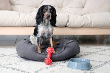Oyuncak ve bir kase suyla sevimli cocker spaniel oturma odasında evcil hayvan yatağında oturuyor.