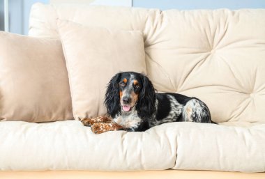 Tatlı cocker spaniel oturma odasında kanepede yatıyor.