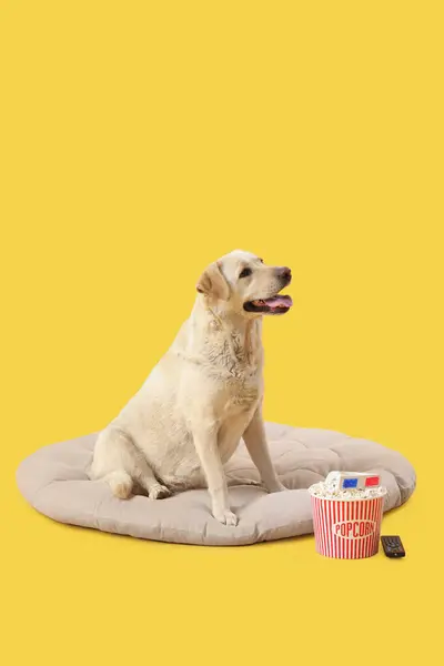 Cão Bonito Labrador Com Balde Pipoca Óculos Sentado Cama Estimação — Fotografia de Stock