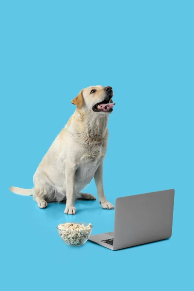 Cão Bonito Labrador Com Tigela Pipoca Laptop Sentado Fundo Azul — Fotografia de Stock