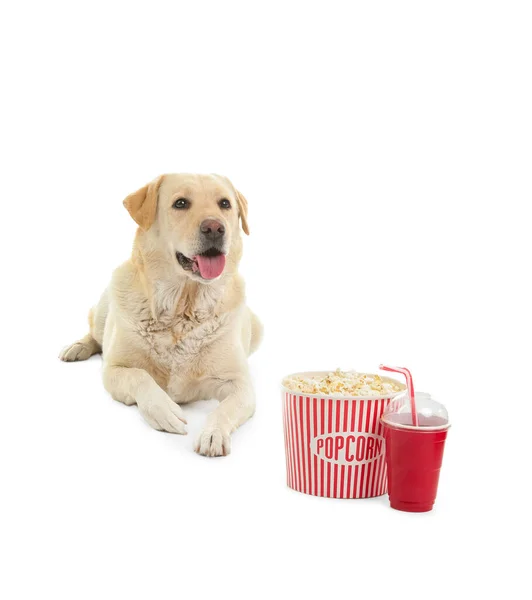 Cute Labrador Dog Popcorn Bucket Cup Soda Lying White Background — Stock Photo, Image