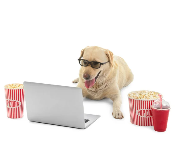 可爱的拉布拉多犬 配有爆米花桶 苏打水杯 3D眼镜和笔记本电脑 背景为白色 — 图库照片