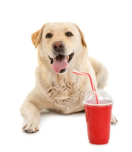 Aranyos Labrador Kutya Popcorn Vödör Csésze Szóda Fekvő Fehér Háttér — Stock Fotó