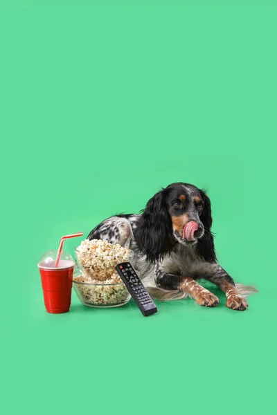 Cute Cocker Spaniel Dog Bowls Popcorn Soda Remote Lying Green — Stock Photo, Image