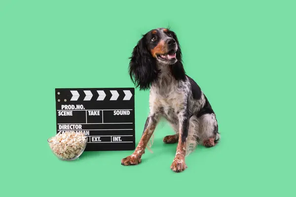 可爱的科克猎狗 带着一碗爆米花和拍板坐在绿色背景上 — 图库照片