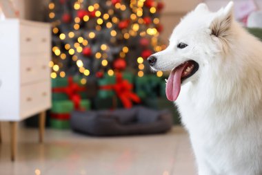 Beyaz Samoyed köpeği Noel arifesinde evde, yakın plan.