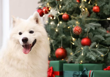 Beyaz Samoyed köpeği Noel arifesinde evde, yakın plan.