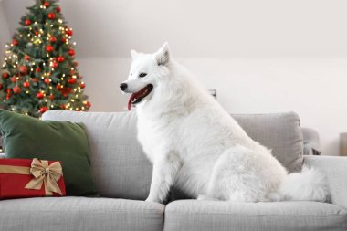 Noel hediyeli beyaz Samoyed köpeği evdeki kanepede