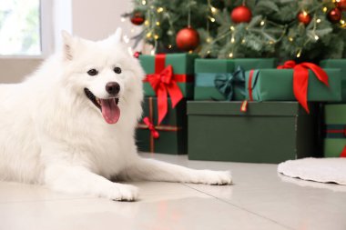 Noel ağacının yanında beyaz Samoyed köpeği ve evde hediyeler