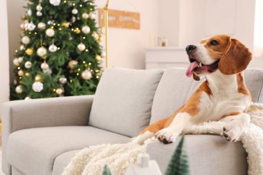 Noel arifesinde tatlı Beagle köpeği evde.