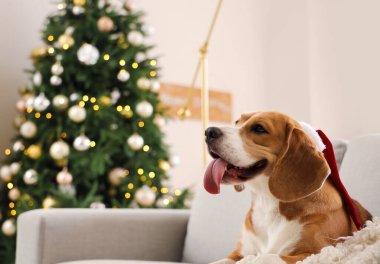 Noel arifesinde evde Noel Baba şapkalı şirin Beagle köpeği, yakın plan.