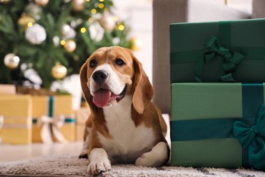 Evde Noel hediyeleri olan sevimli Beagle köpeği.