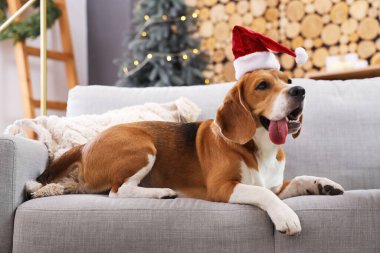 Noel arifesinde evde Noel Baba şapkalı sevimli av köpeği.