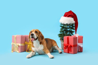 Hediyeli şirin Beagle köpeği ve mavi arka planda Noel ağacı.